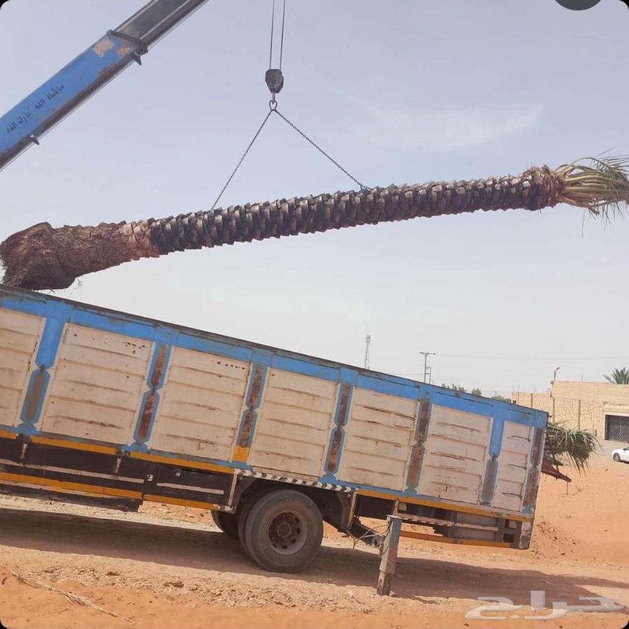 Removal of dead palm trees, relocation of palm trees, pruning of palm trees, cutting trees, tree trimming, lifting, transportation of palm trees64518017976066111
