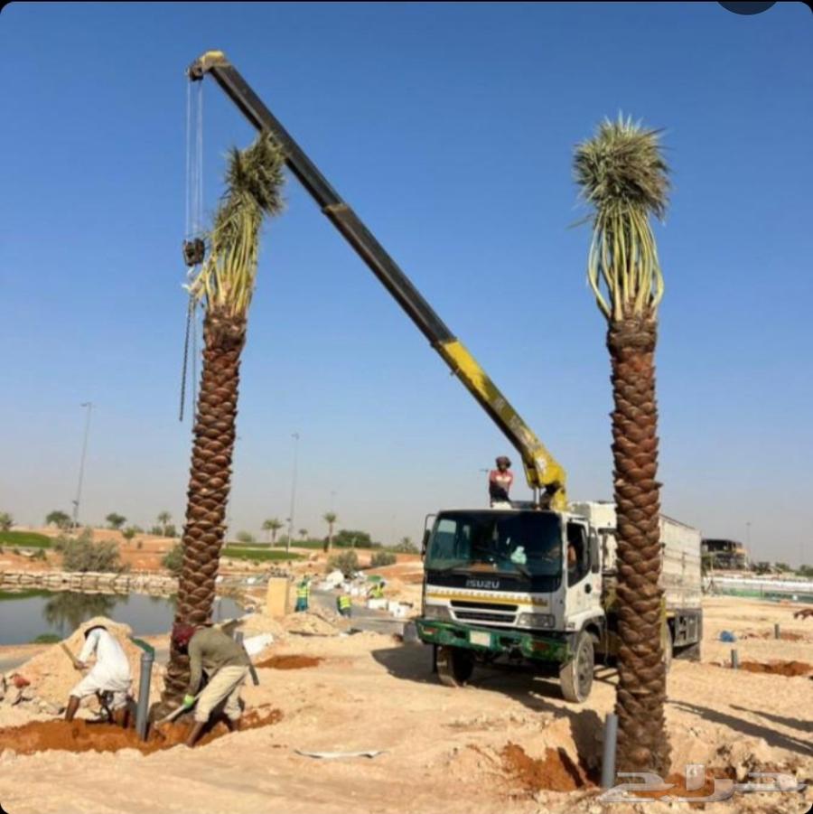 Removal of dead palm trees, relocation of palm trees, pruning of palm trees, cutting trees, tree trimming, lifting, transportation of palm trees64518017976066110