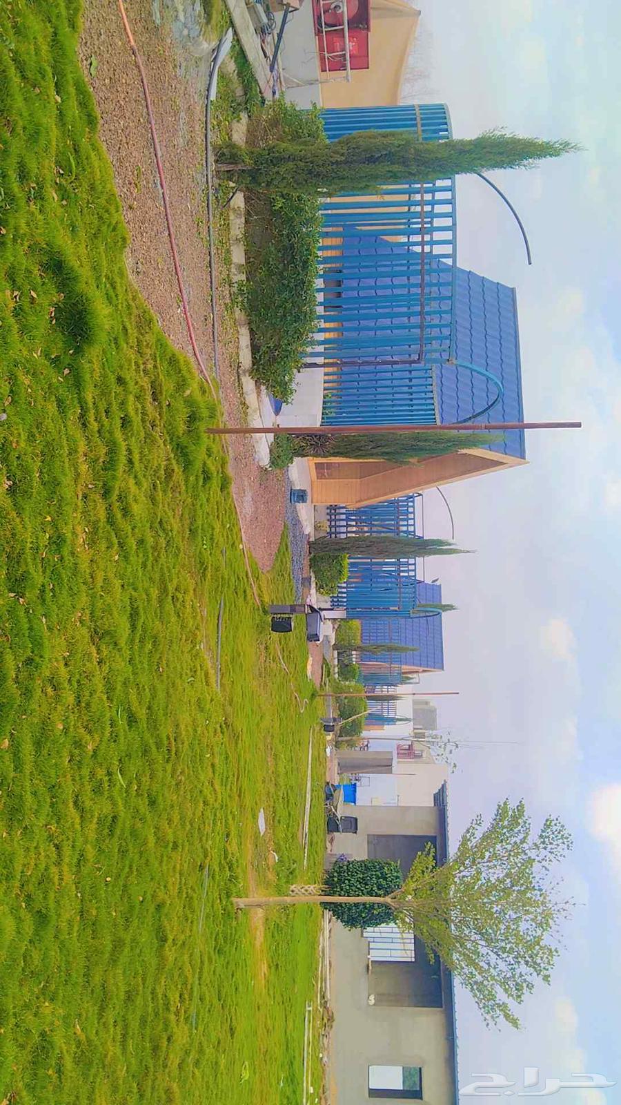 ابو هديل لجميع انواع الحداده64518308848387114