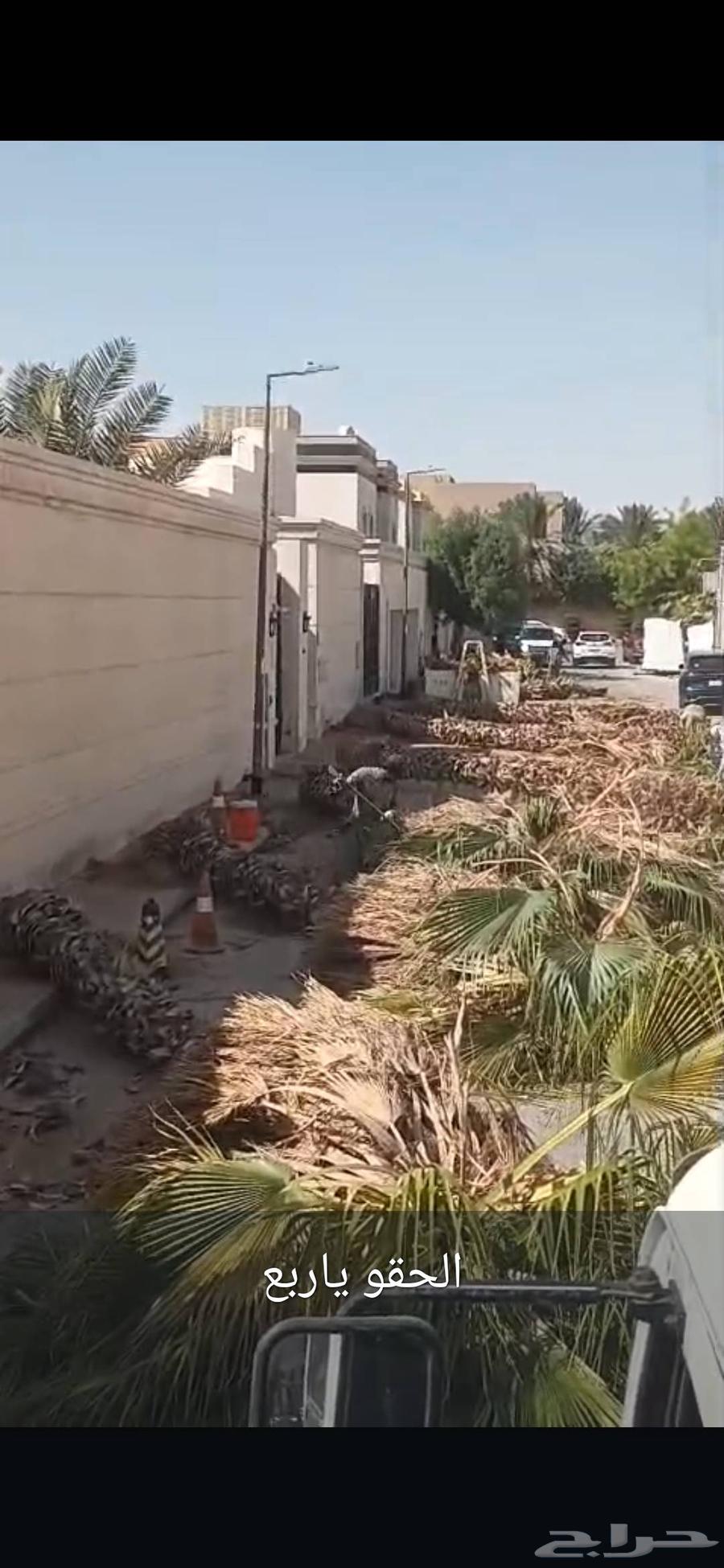 Removal of dead palm trees, relocation of palm trees, pruning of palm trees, cutting trees, tree trimming, lifting, transportation of palm trees64518017976066114