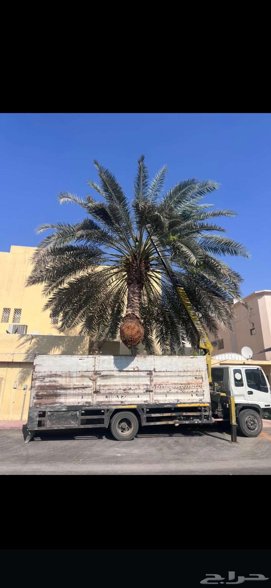 Removal of dead palm trees, relocation of palm trees, pruning of palm trees, cutting trees, tree trimming, lifting, transportation of palm trees64518017976066112