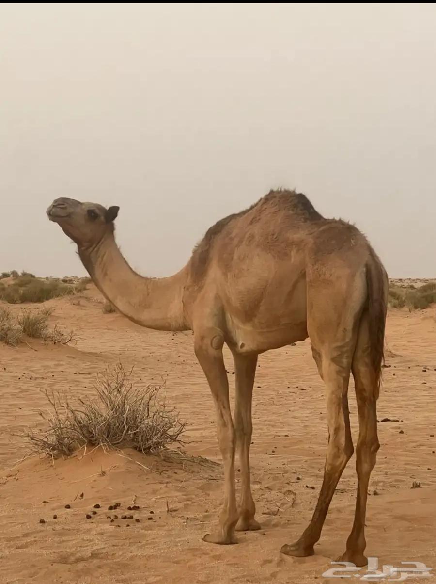 I have a mount; my father carries it from Mecca to Tabuk64518260466305110