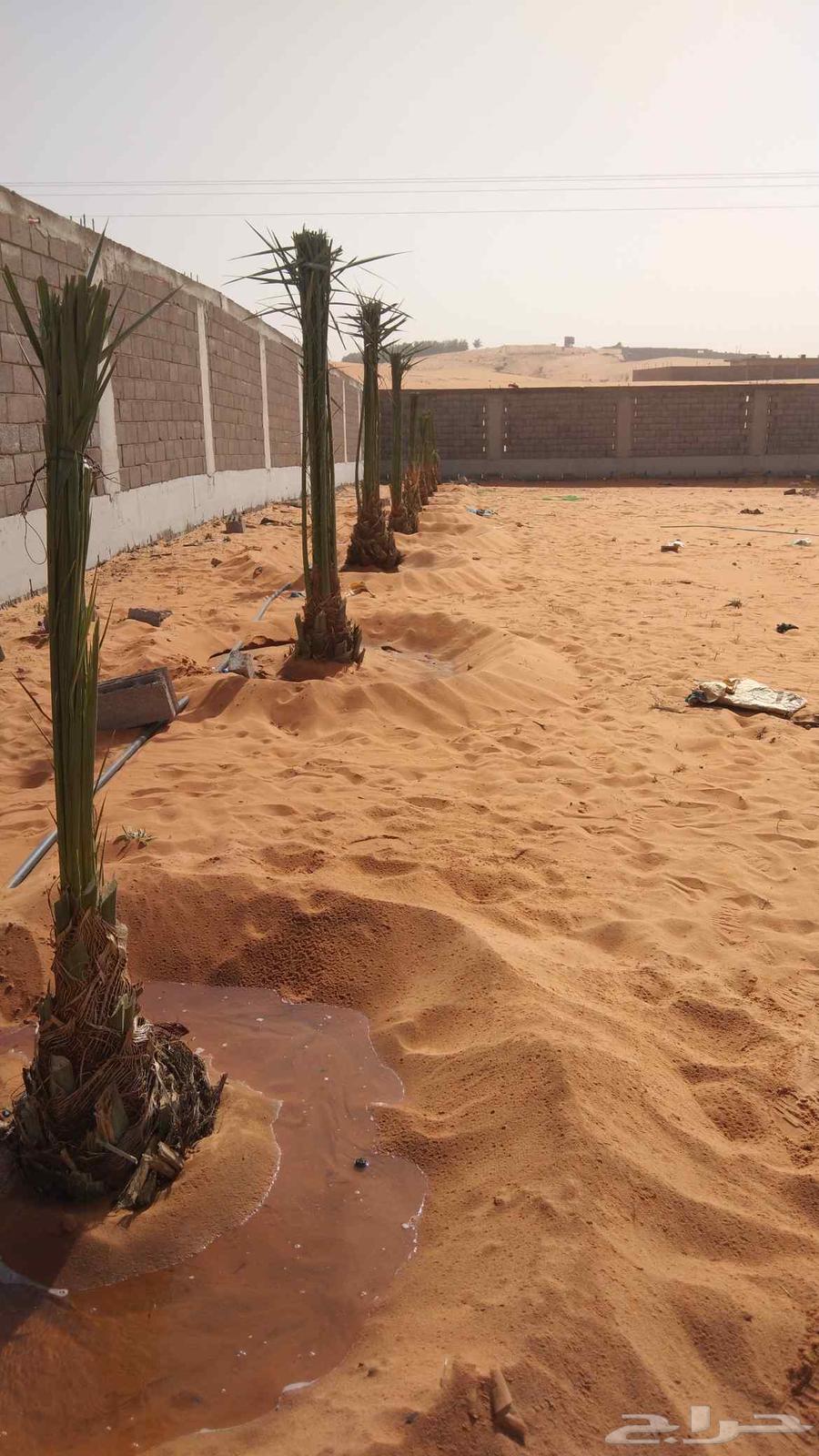 Installation of fences and planting of palm trees throughout the Kingdom64518293478401114
