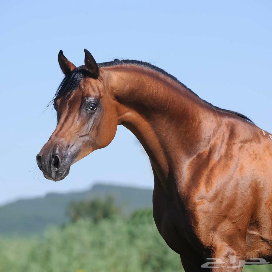 Need to transport 3 horses from east of Riyadh to Abha64518017968643110