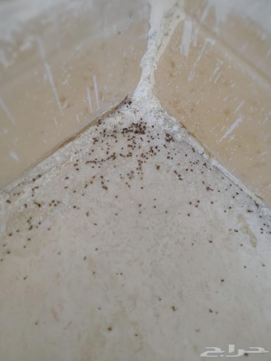 شركة رش حشرات مكافحة الصراصير والبق والنمل بالمدينة المنورة64513354829185112