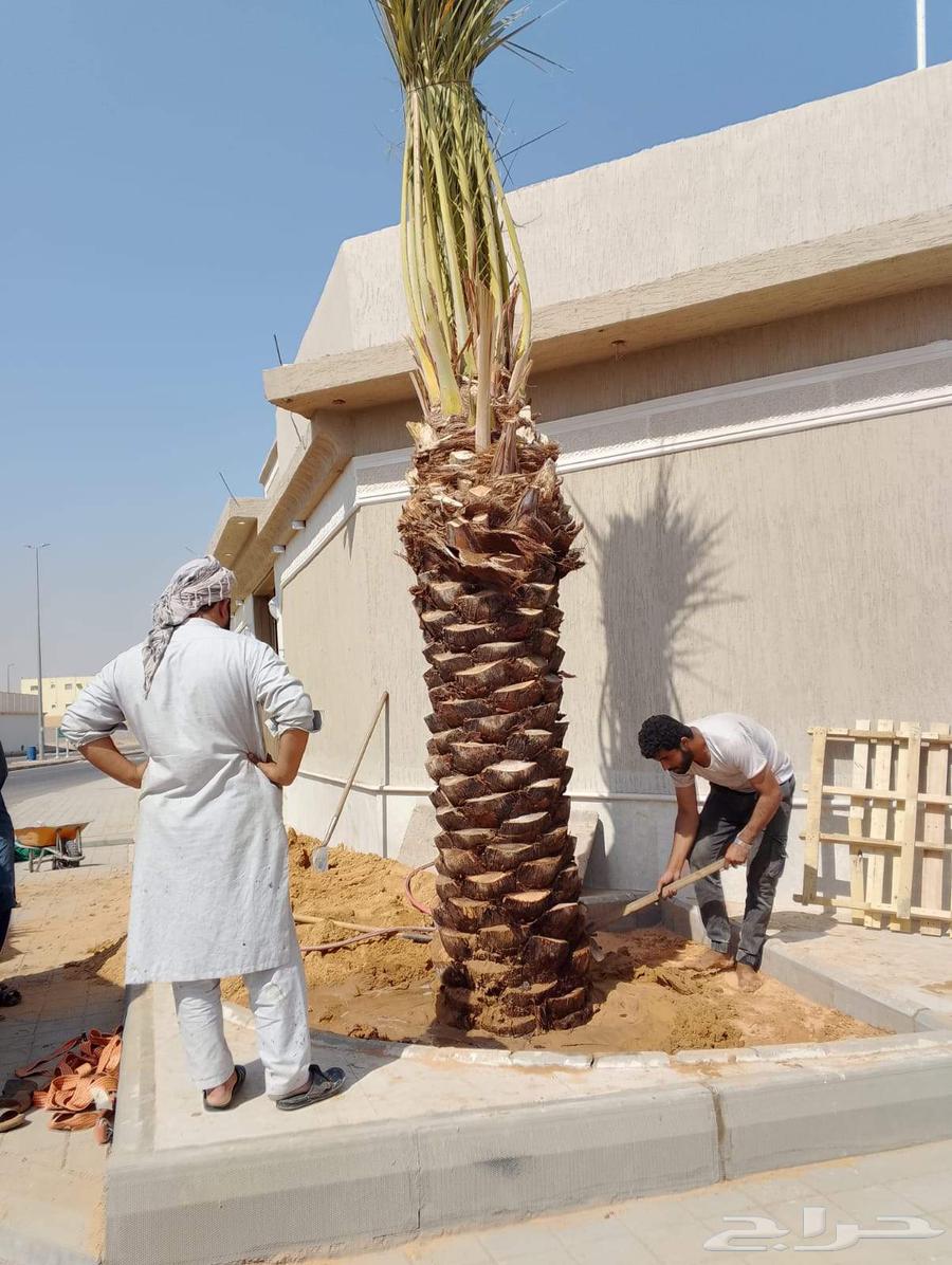 لدينا توريد وتركيب جميع انواع انخيل64518083651713110