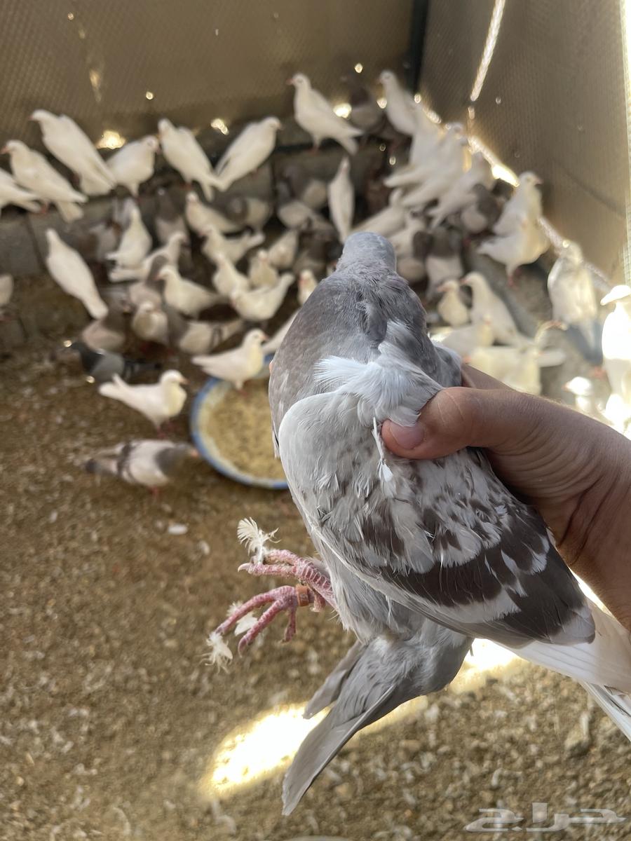 زغاليل فرنسي سوبر جامبو فقط 20 ريال حيه64518260674691111