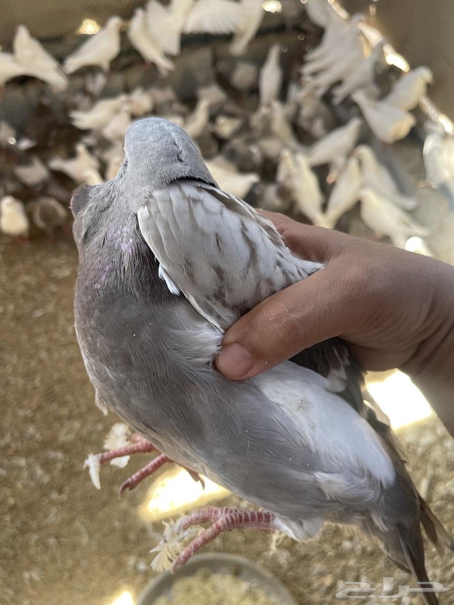 زغاليل فرنسي سوبر جامبو فقط 20 ريال حيه64518260674691110