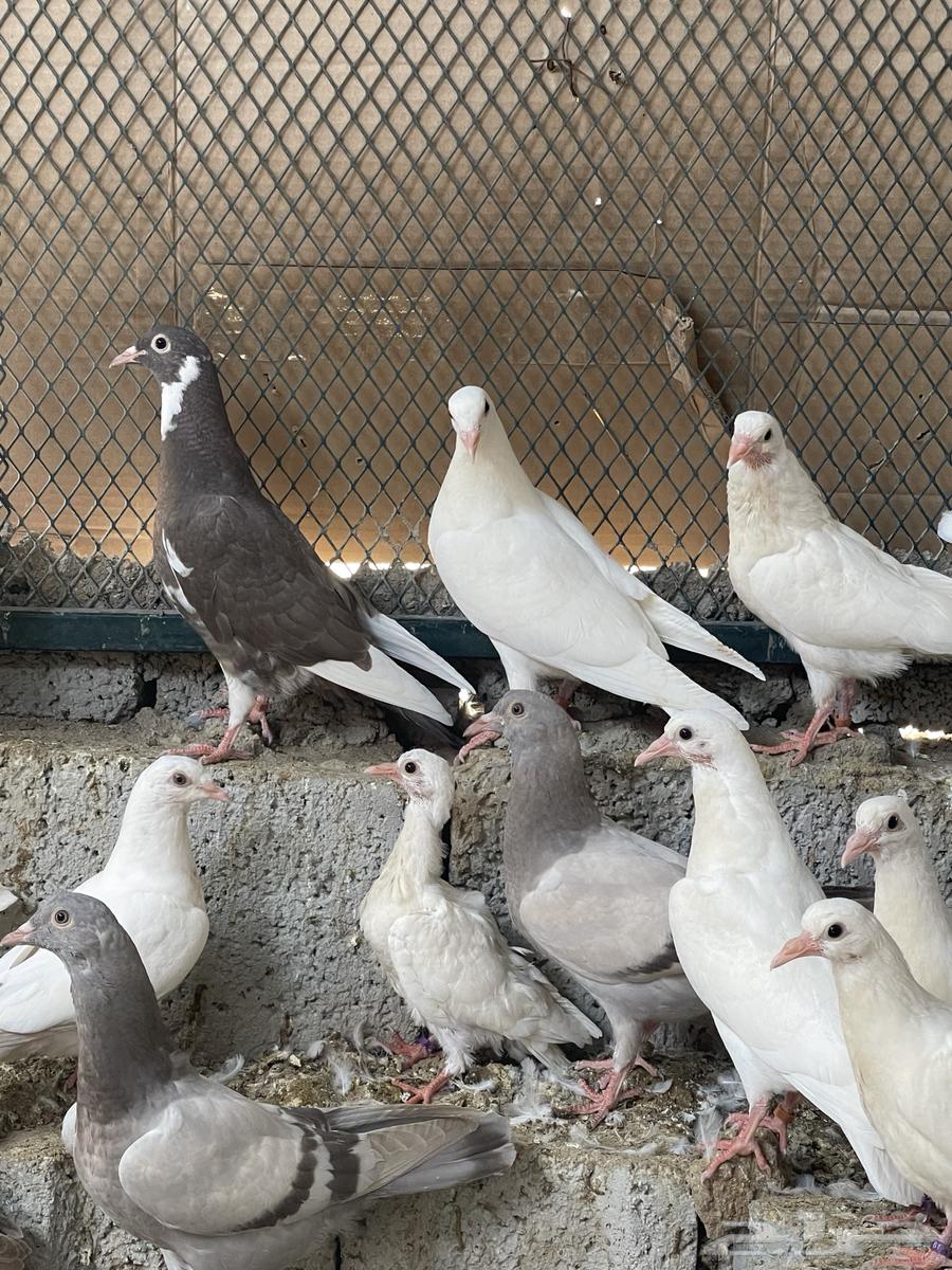 زغاليل فرنسي سوبر جامبو فقط 20 ريال حيه64518260674691113