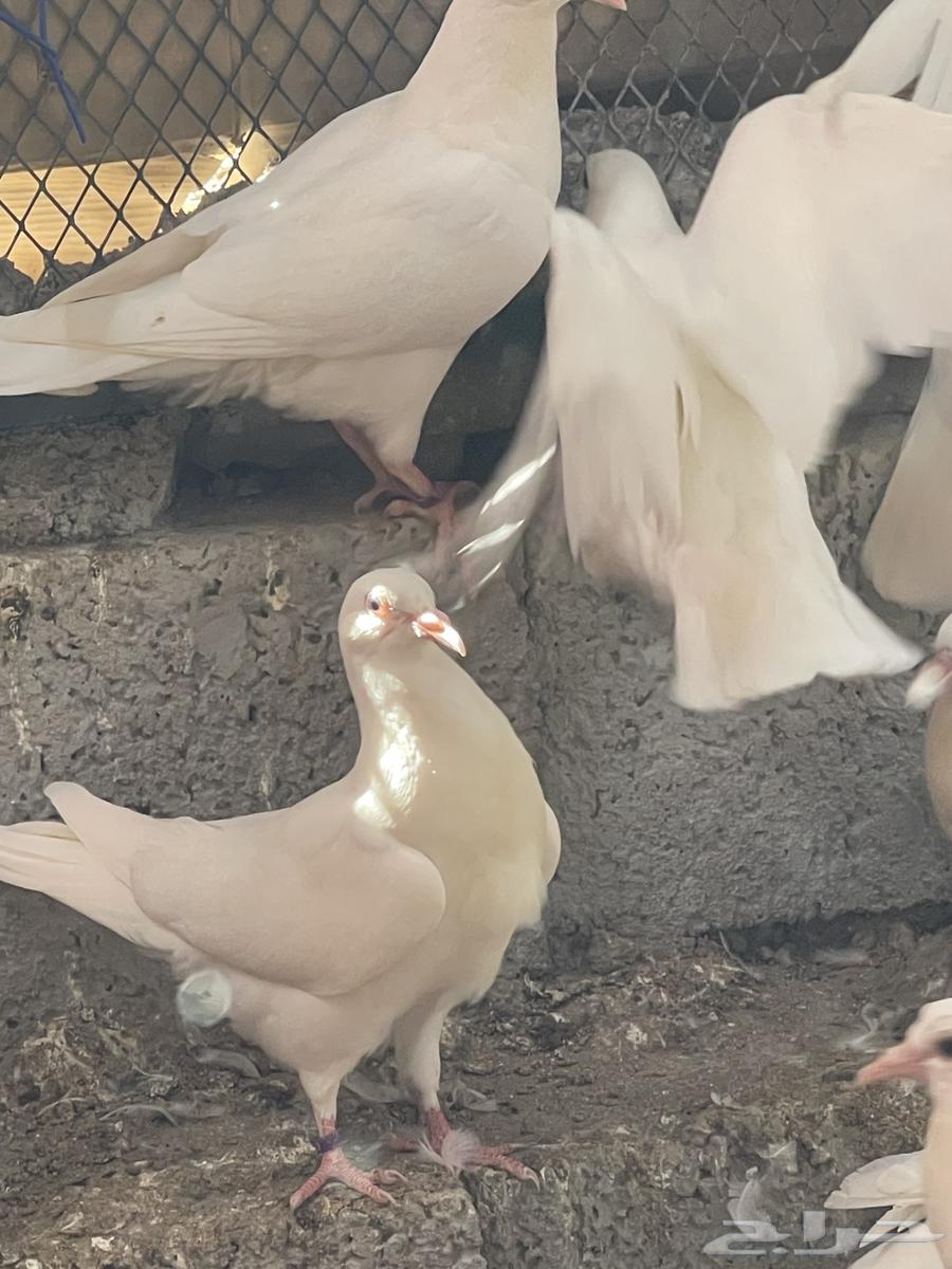 زغاليل فرنسي سوبر جامبو فقط 20 ريال حيه64518260674691112