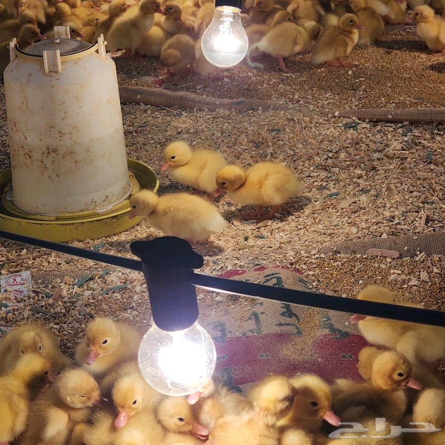 بط بكيني سوبر جامبو64525005328003113