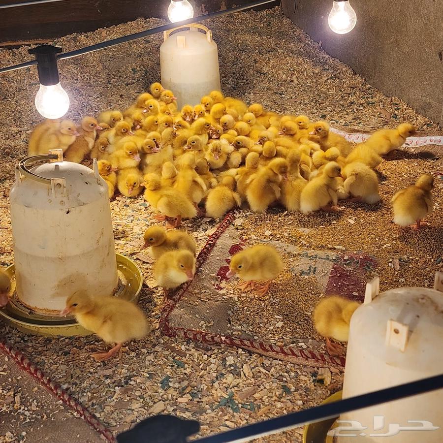 بط بكيني سوبر جامبو64525005328003110