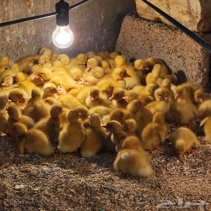 بط بكيني سوبر جامبو64525005328003111