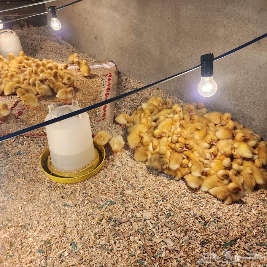 بط بكيني سوبر جامبو64525005328003112