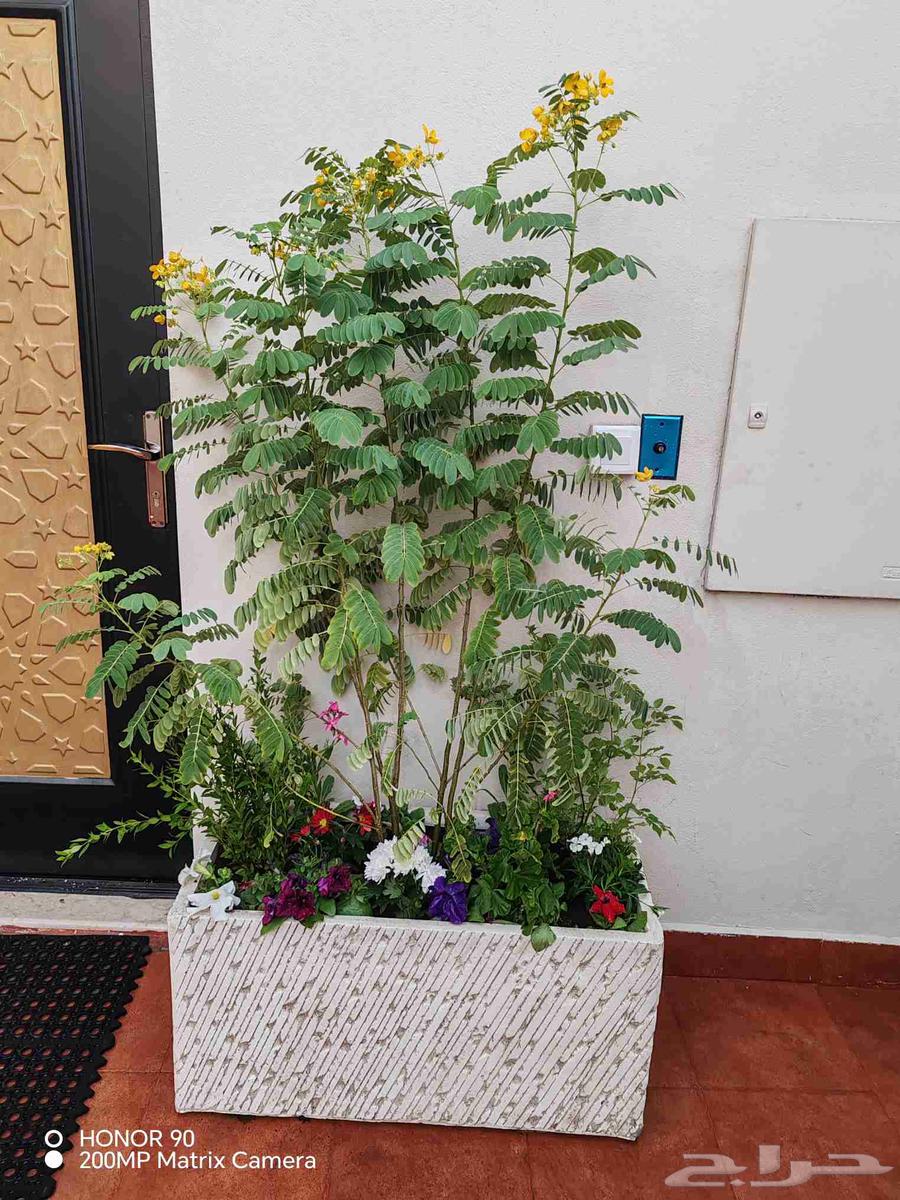 مشتل زهور الحياه لتنسيق وزراعة جميع الاشجار والنباتات64525020474498110