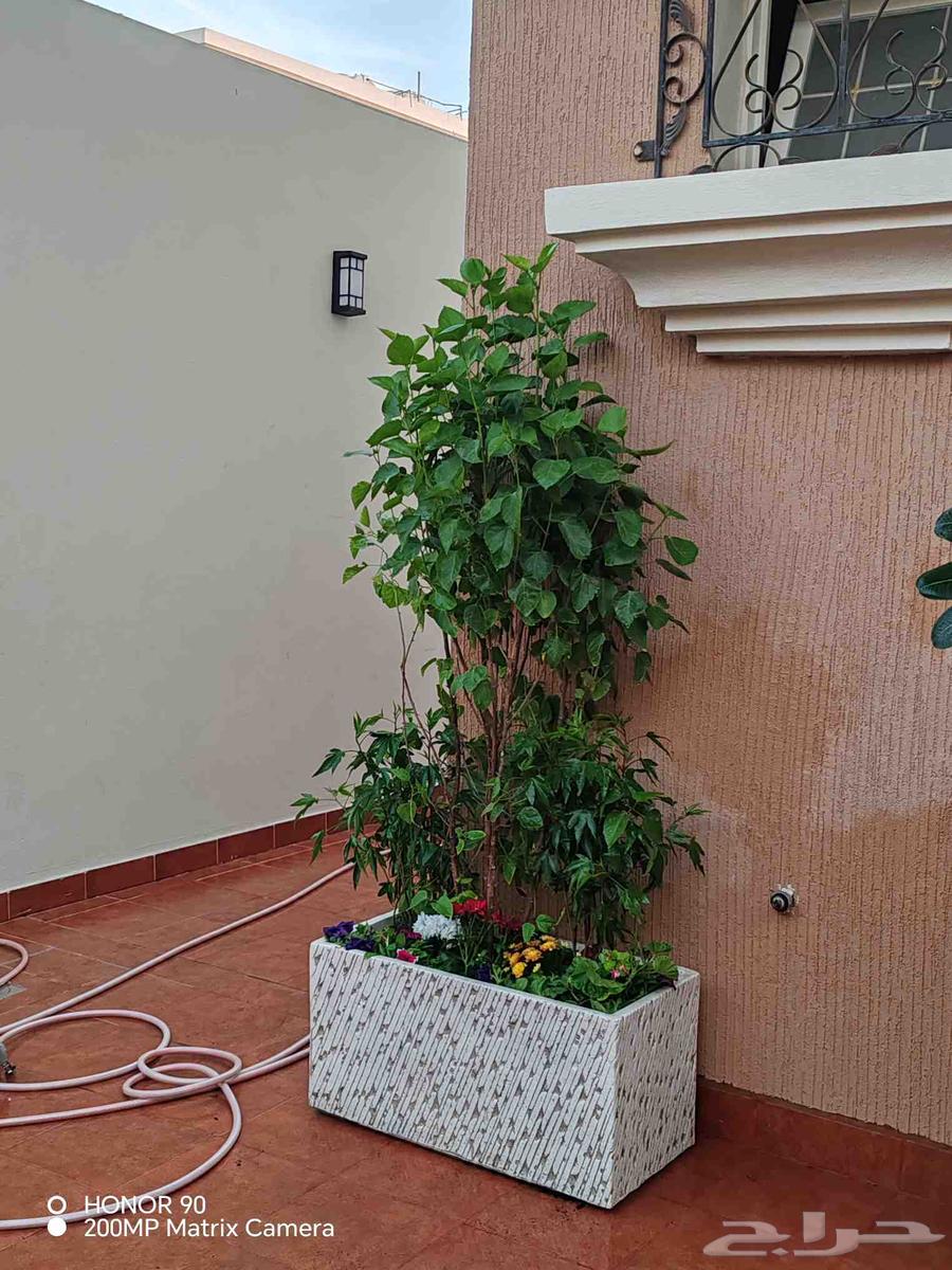 مشتل زهور الحياه لتنسيق وزراعة جميع الاشجار والنباتات64525020474498111