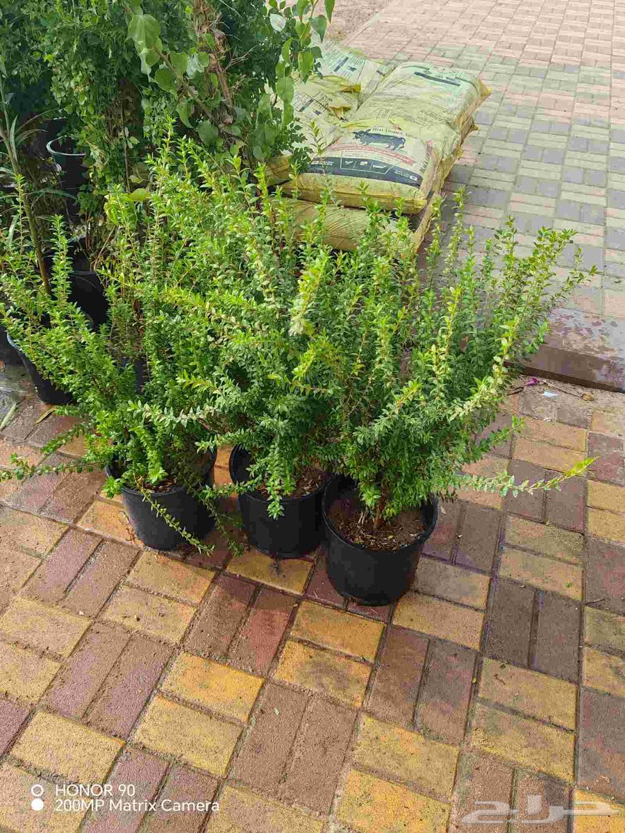 مشتل زهور الحياه لتنسيق وزراعة جميع الاشجار والنباتات64525020474498114