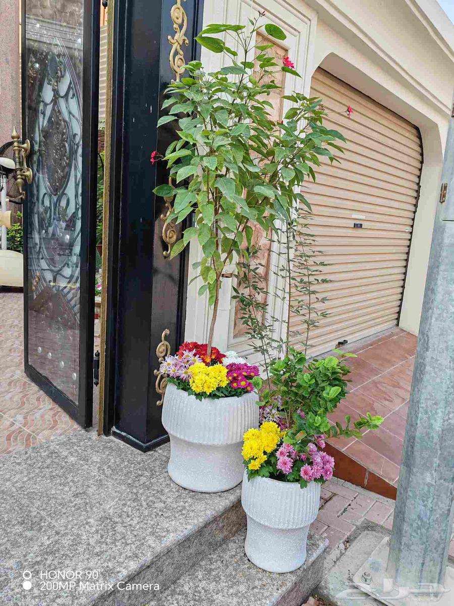 مشتل زهور الحياه لتنسيق وزراعة جميع الاشجار والنباتات64525020474498113