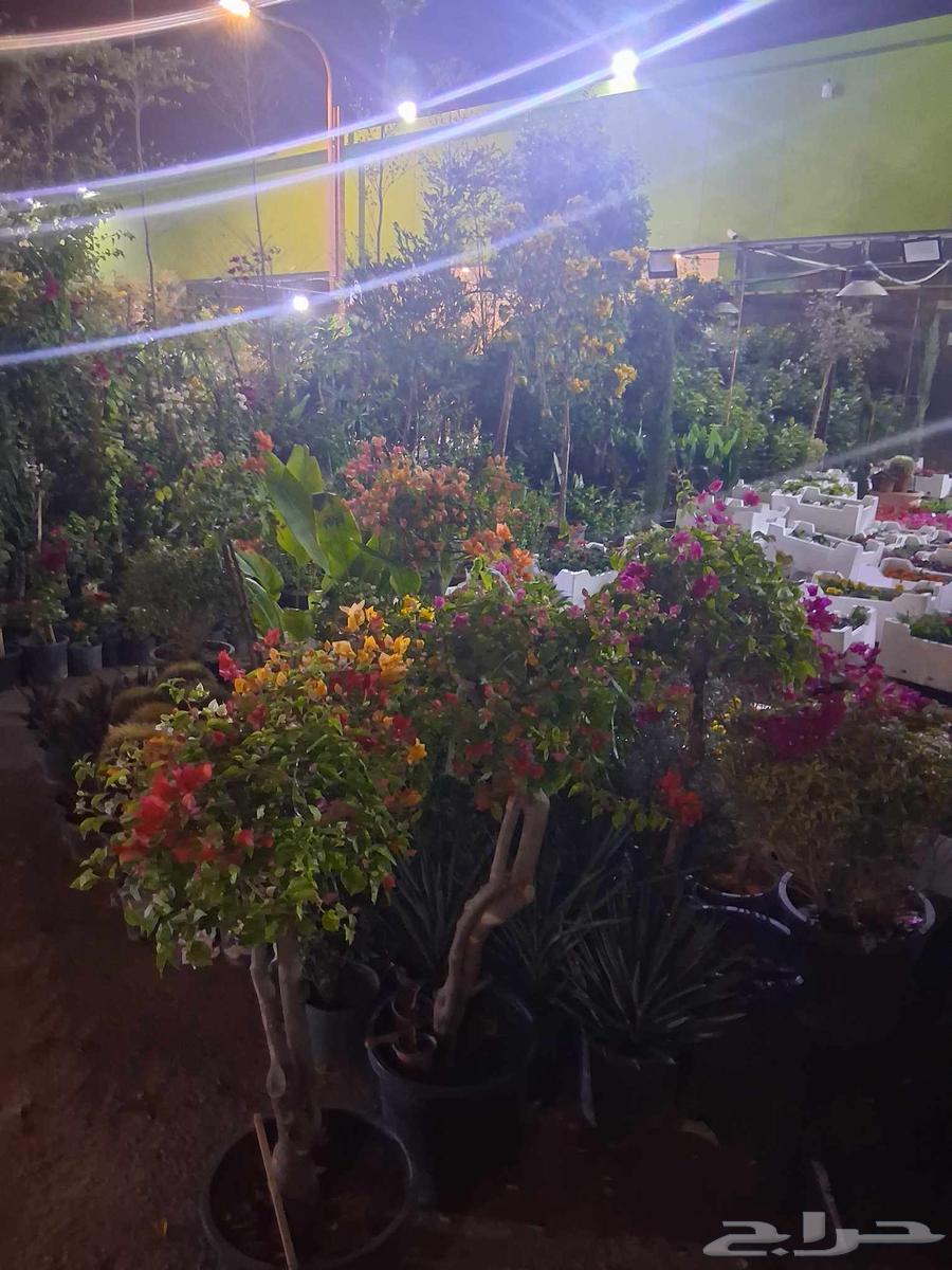 تنسيق حدائق الصنوبر64525020414210112