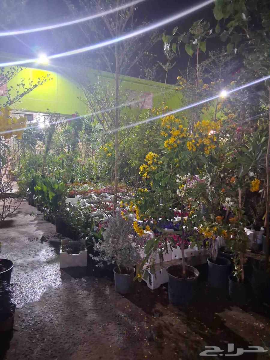 تنسيق حدائق الصنوبر64525020414210111