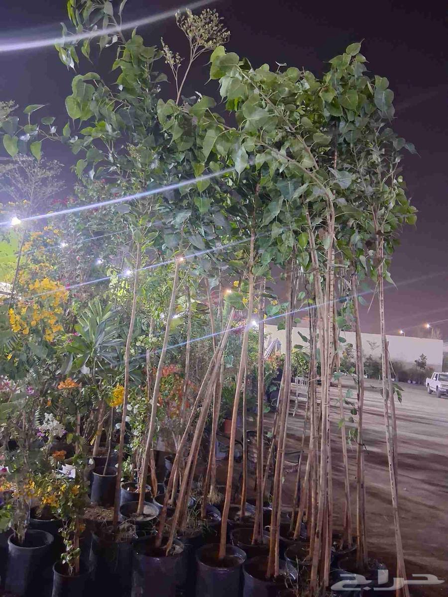 تنسيق حدائق الصنوبر64525020414210110