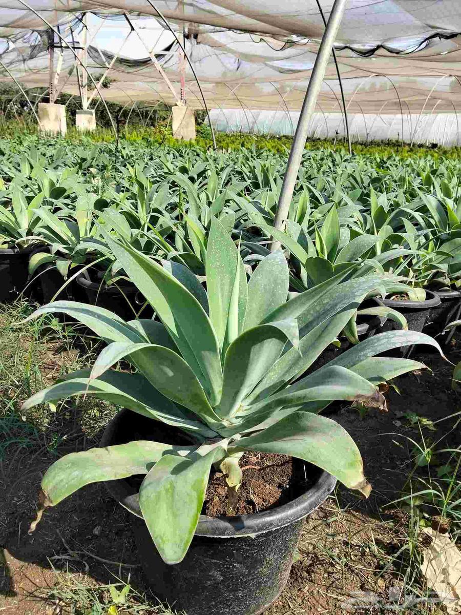 Landscaping and Irrigation Networks Design64518162680451111