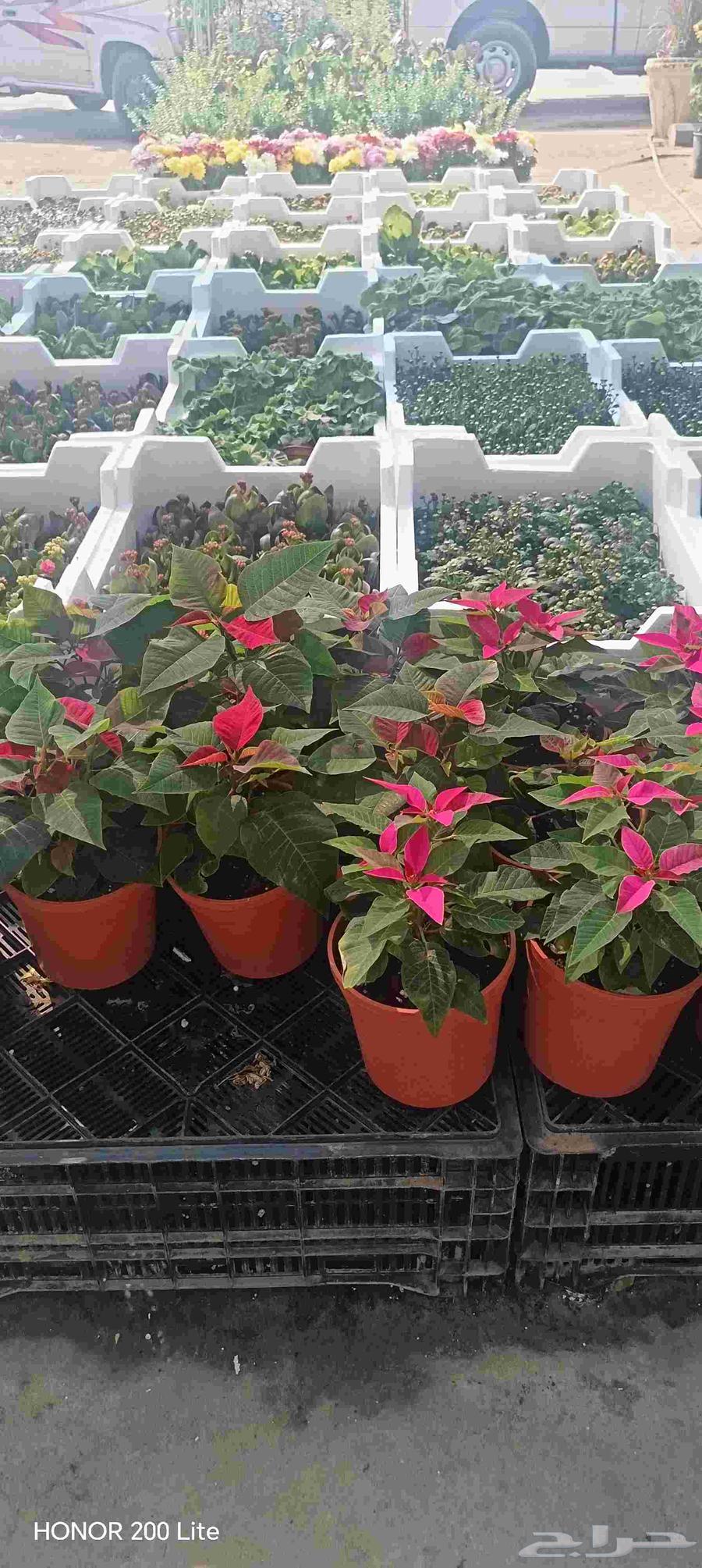 ابومحمد لتنسيق الحديق64518228500098112