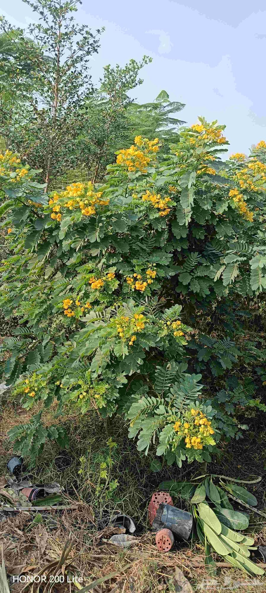 ابومحمد لتنسيق الحديق64518228500098113