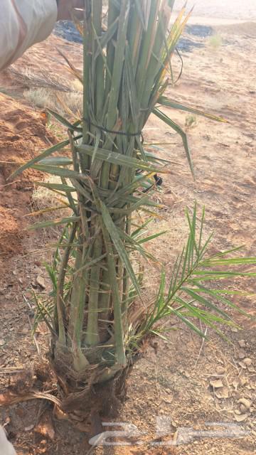 ابو عبدالله التوريد جميع انواع النخيل تكريب النخيل وقلع وغرس64518308966529114