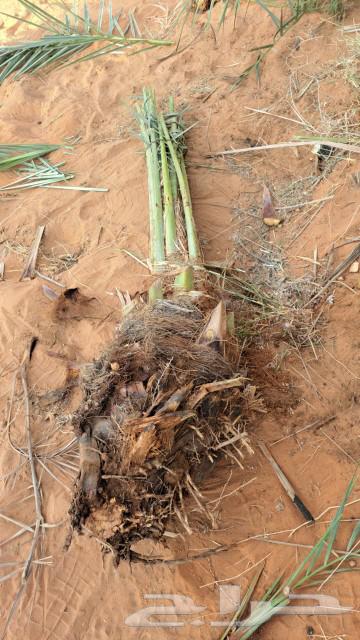 ابو عبدالله التوريد جميع انواع النخيل تكريب النخيل وقلع وغرس64518308966529112