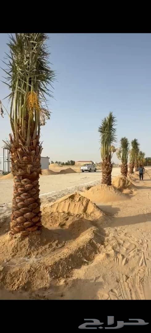 لدينا توريد وتركيب جميع انواع انخيل64518083651713111