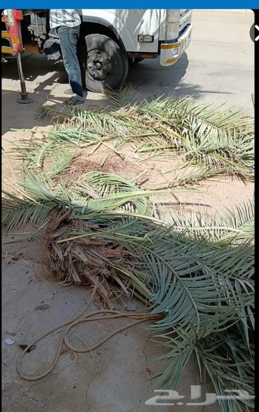 Palm tree relocation, debunching, and tree trimming, followed by palm corrugation and pruning64518018310273111