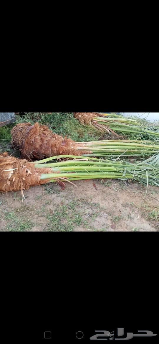 لدينا توريد وتركيب جميع انواع انخيل64518083651713114