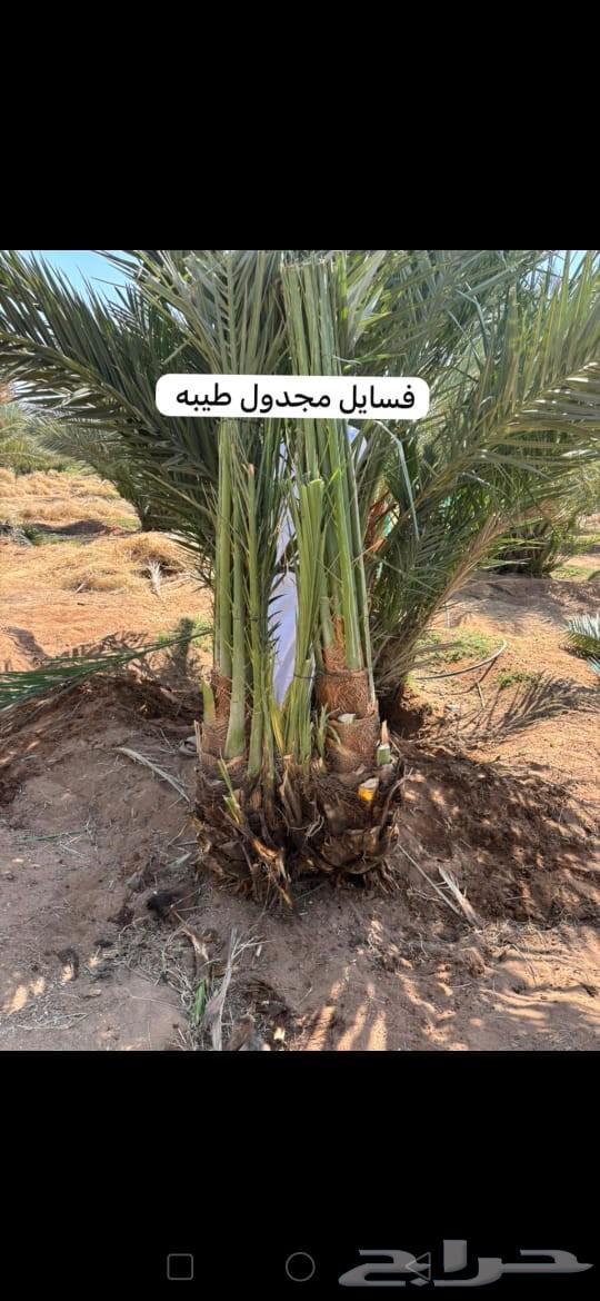 لدينا توريد وتركيب جميع انواع انخيل64518083651713113