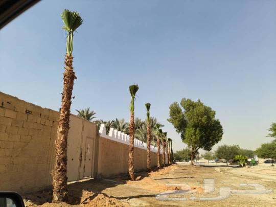 توريد وتركيب جميع انواع الشبوك والنخيل64518147317761110