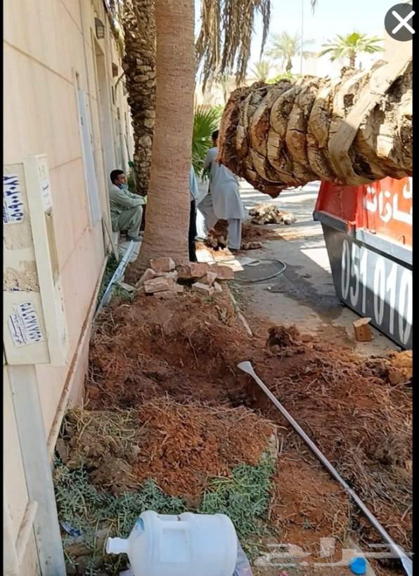 Palm tree relocation, debunching, and tree trimming, followed by palm corrugation and pruning64518018310273110