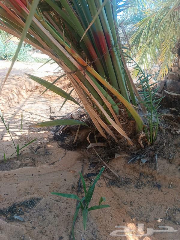 ابو عبدالله التوريد جميع انواع النخيل تكريب النخيل وقلع وغرس64518308966529113