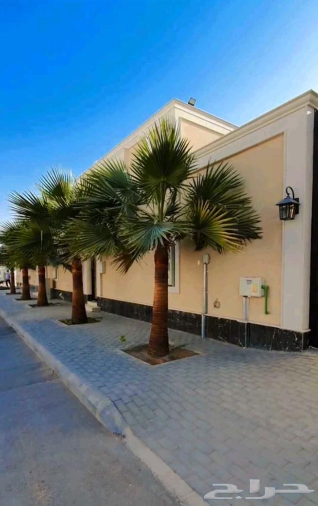 Palm tree relocation, debunching, and tree trimming, followed by palm corrugation and pruning64518018310273114