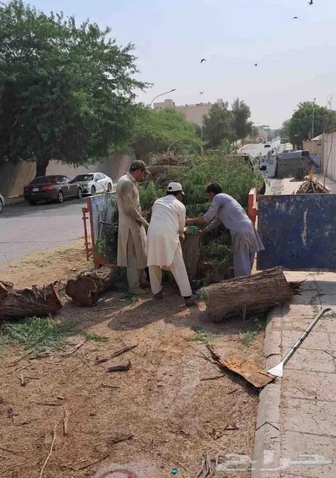 Palm tree relocation, debunching, and tree trimming, followed by palm corrugation and pruning64518018310273112