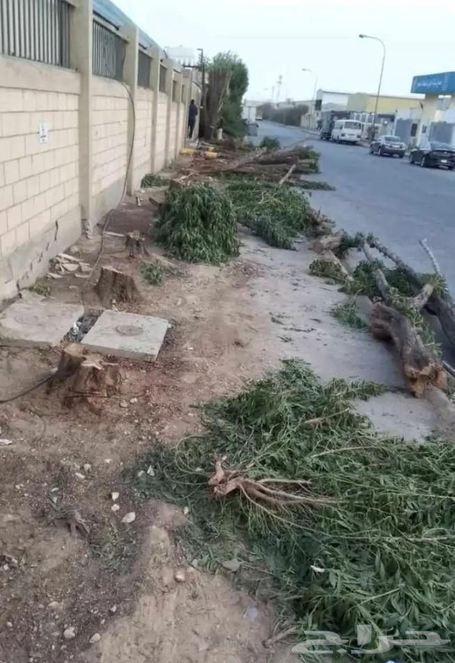 Palm tree relocation, debunching, and tree trimming, followed by palm corrugation and pruning64518018310273113