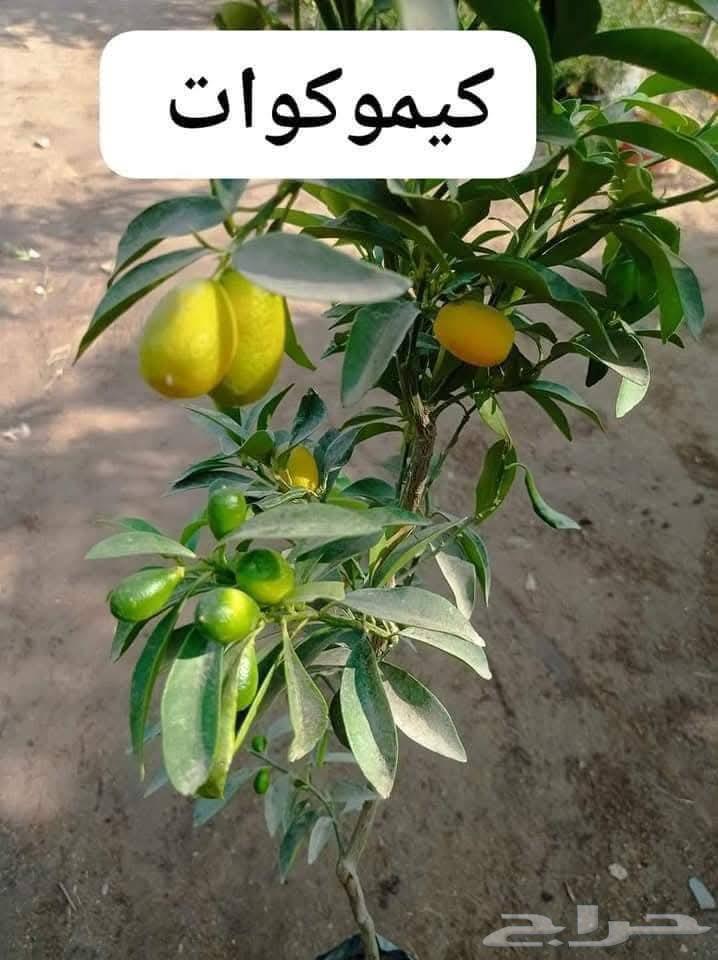 Landscaping and Irrigation Networks Design64518162680451113