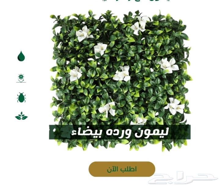 جميع انواع العشب الارضي والجدري متوفر توريد وتركيب64518211641475114