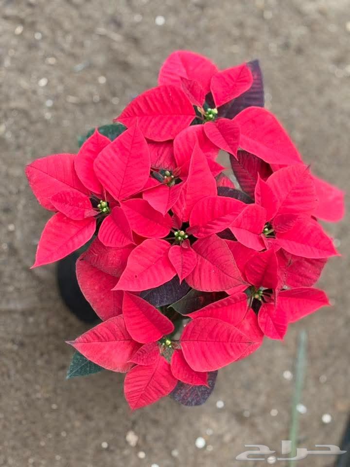 Landscaping and Irrigation Networks Design64518162680451110