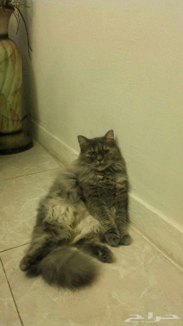 فندقة قطط بالصفا64513574533505111