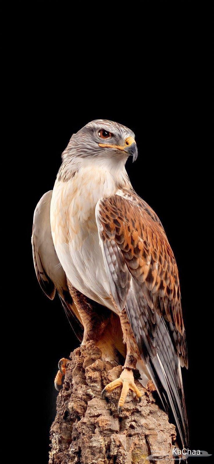 Daily, weekly, monthly trips with a 2017 Accent car64518196550402110