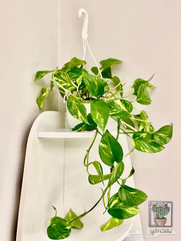 Landscaping irrigation network64518034176514111