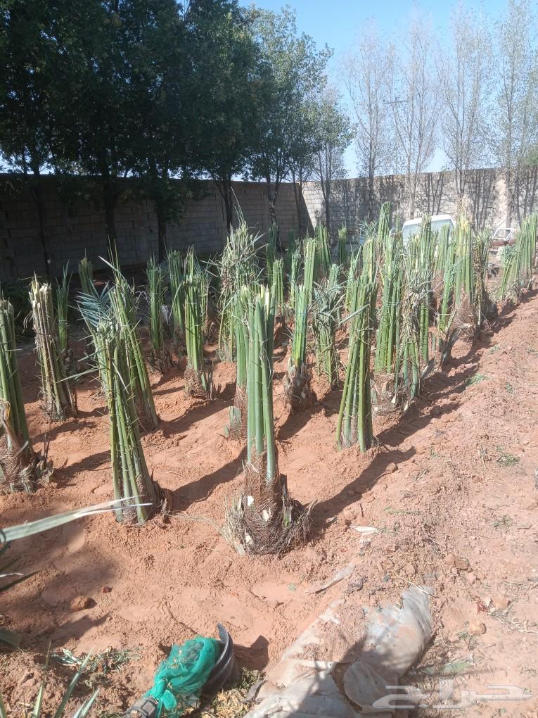 ابو عبدالله التوريد جميع انواع النخيل تكريب النخيل وقلع وغرس64518308966529110