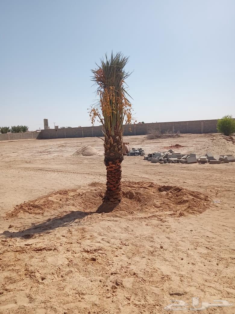 لدينا توريد وتركيب جميع انواع انخيل64518083651713112