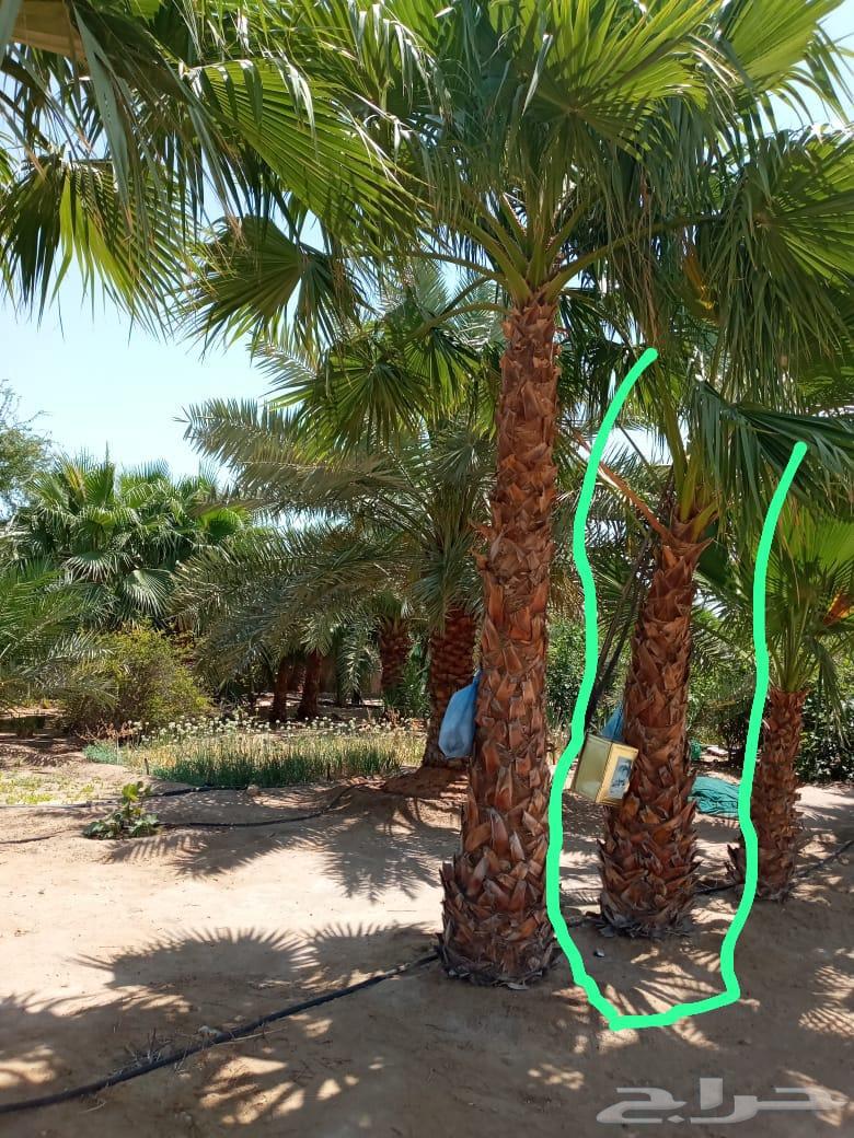 ابومحمد لتنسيق الحديق64518228500098110