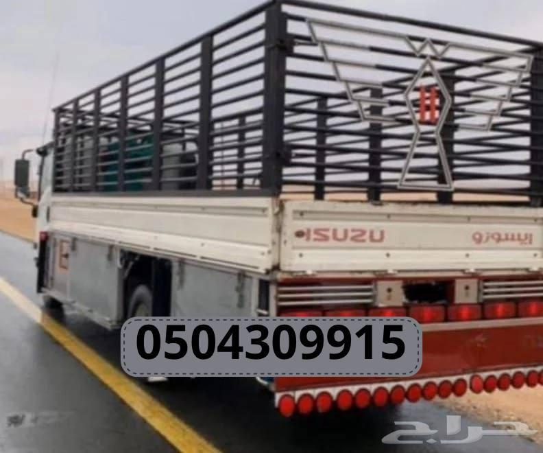 دينه جدة دينا دنه64545118621953110